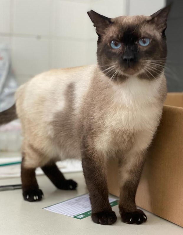 #PraCegoVer: Fotografia do gato Paulino. Ele é marrom, e tem os olhos azuis. 